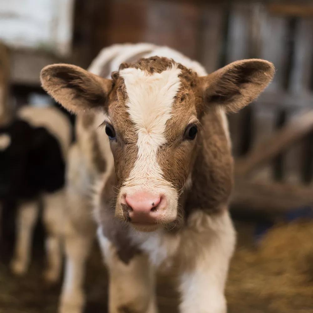 Reporte Impacto Anual 2025