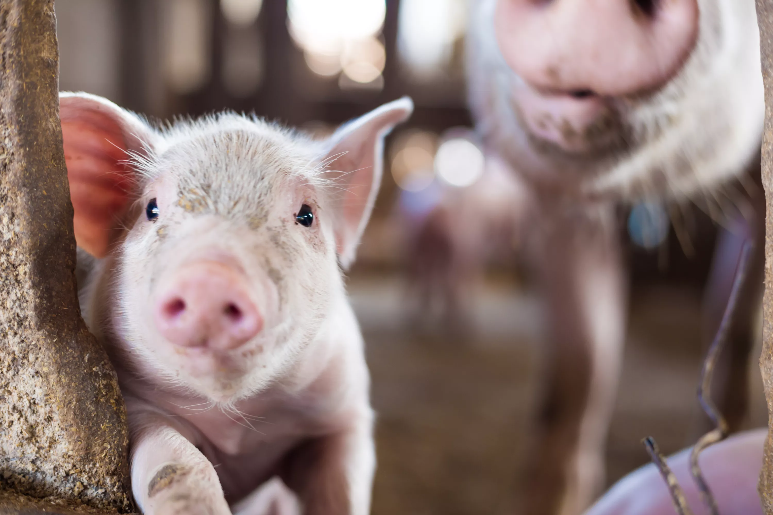 Reporte Impacto Anual 2025 34