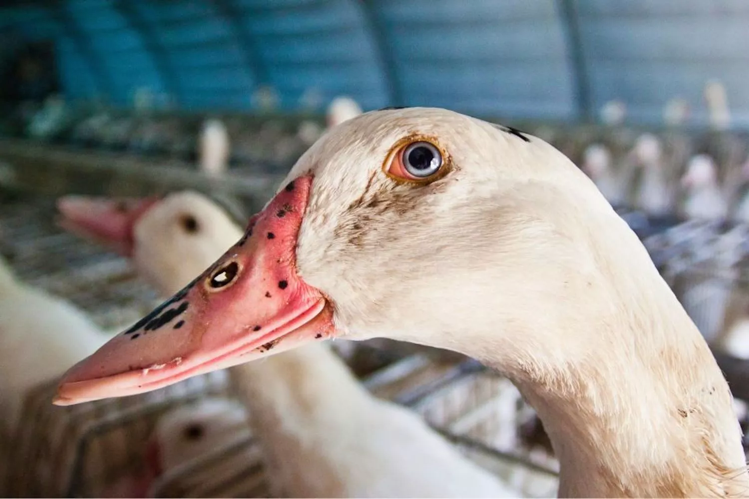 Reporte Impacto Anual 2025 15