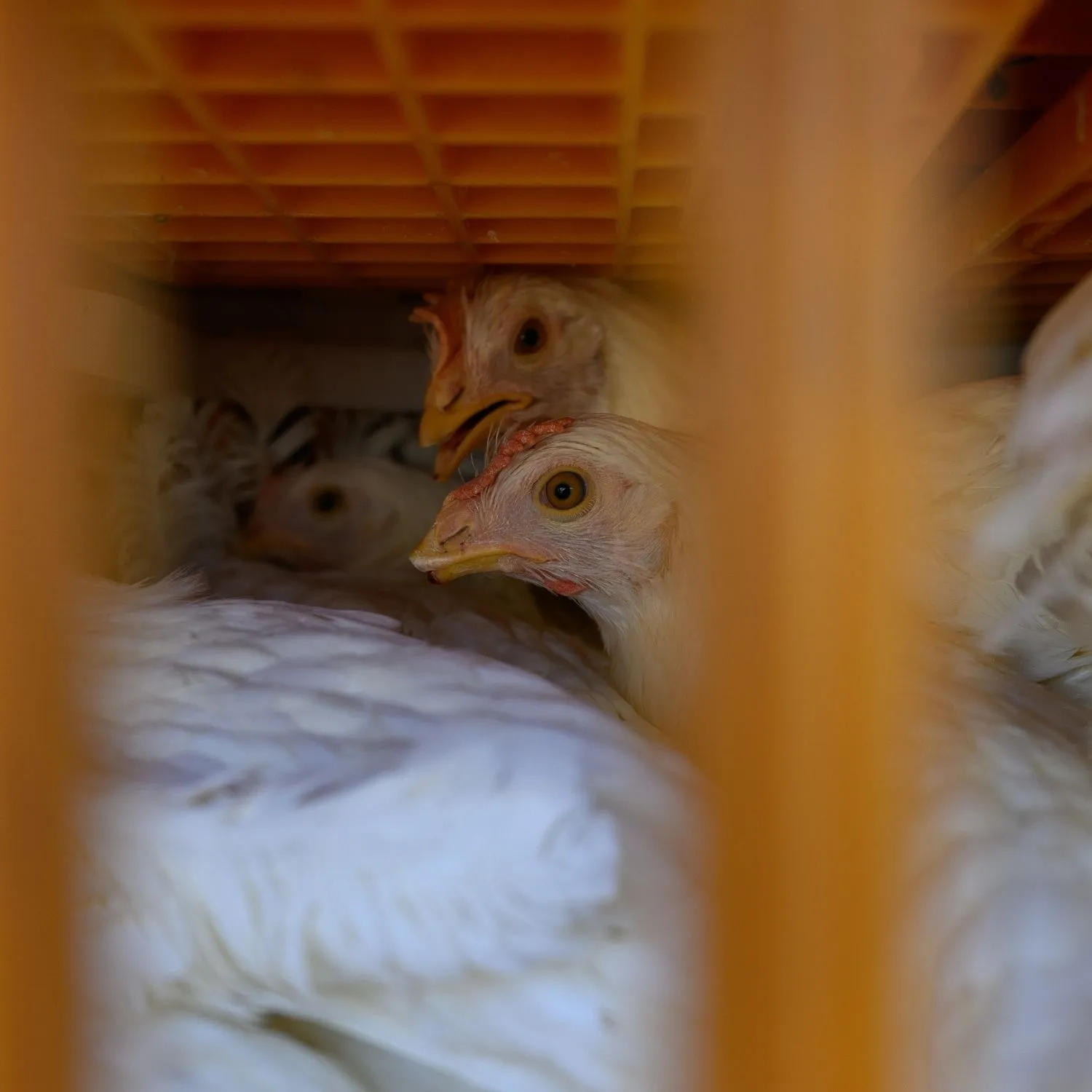 Igualdad Animal documenta el proceso de reemplazo de gallinas en la industria del huevo en Argentina