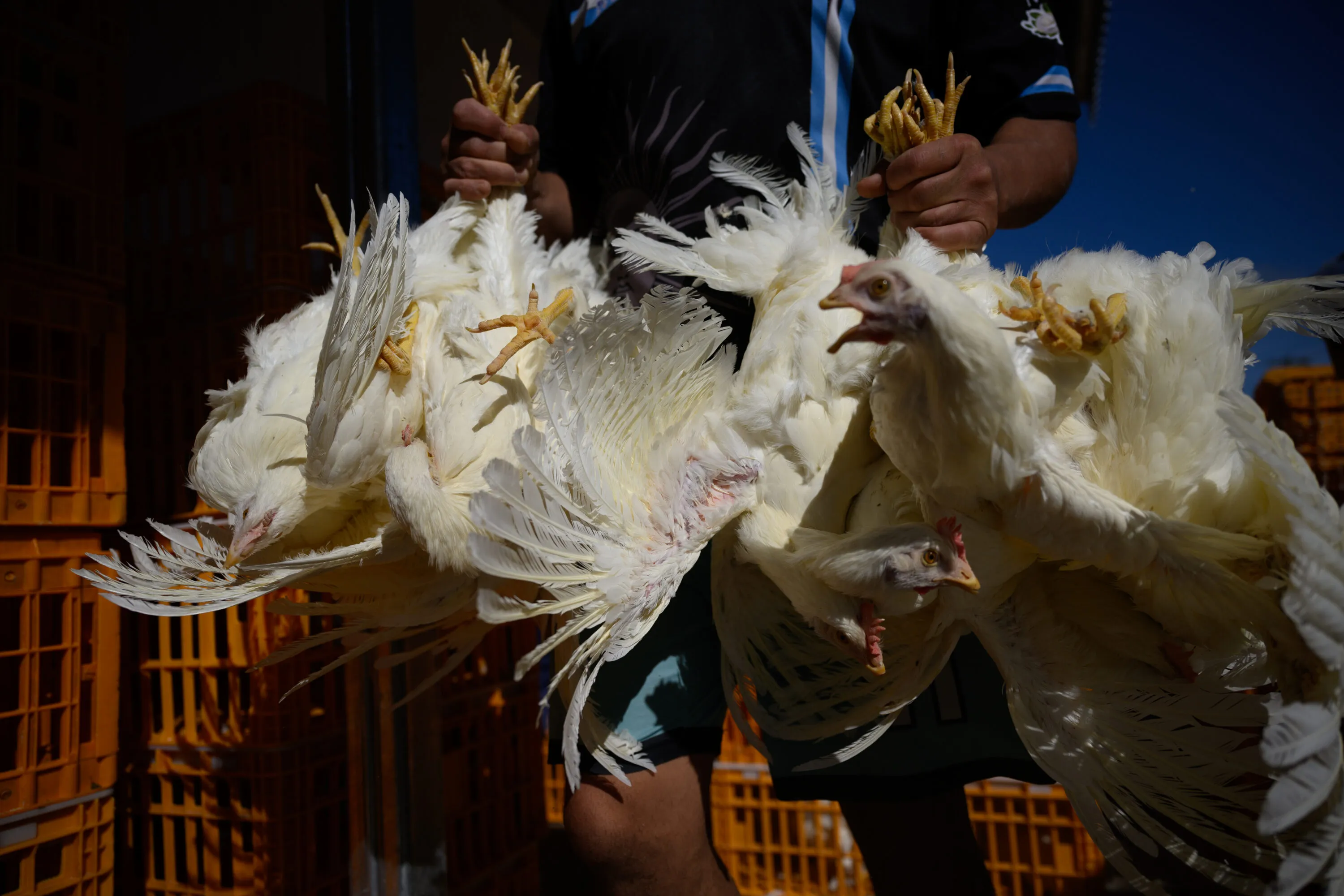 Las gallinas son cargadas de las patas, lo que puede generar lesiones y fracturas | Igualdad Animal / Aitor Garmendia