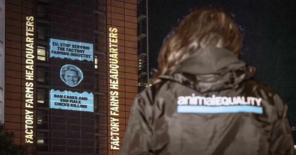 Proyección disruptiva en Bruselas: la Comisión Europea se convierte en la sede de la ganadería industrial 2 Igualdad Animal en la Comisión Europea proyecta "Sede de la industria ganadera"