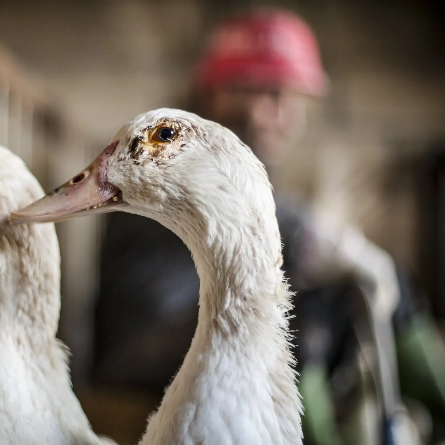 Brasil aprueba ley para prohibir producción y venta de foie gras