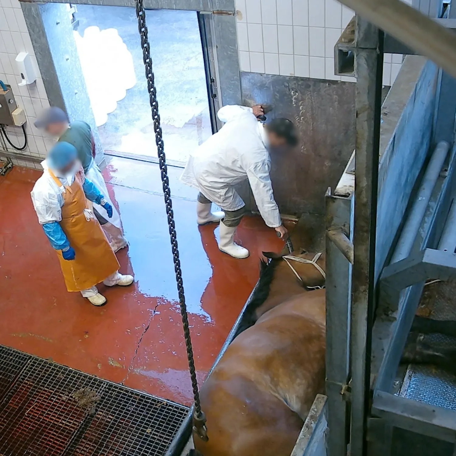 Revelamos que caballos positivos al dopaje fueron destinados a la industria de la carne en Italia