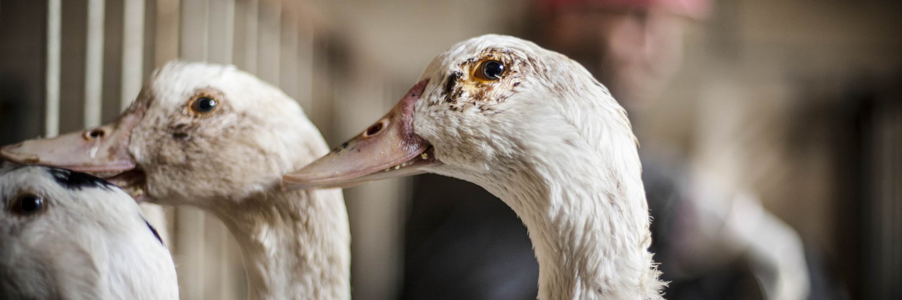 Patos en granja de foie gras