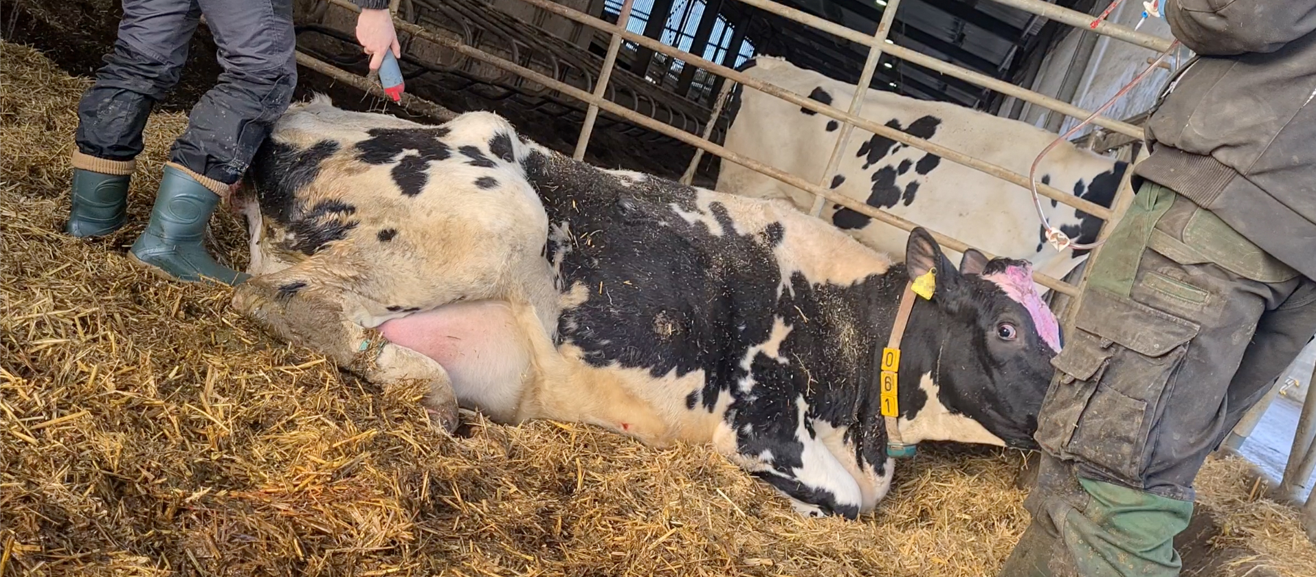 Las vacas son maltratadas para obligarlas a levantarse y seguir produciendo leche.
