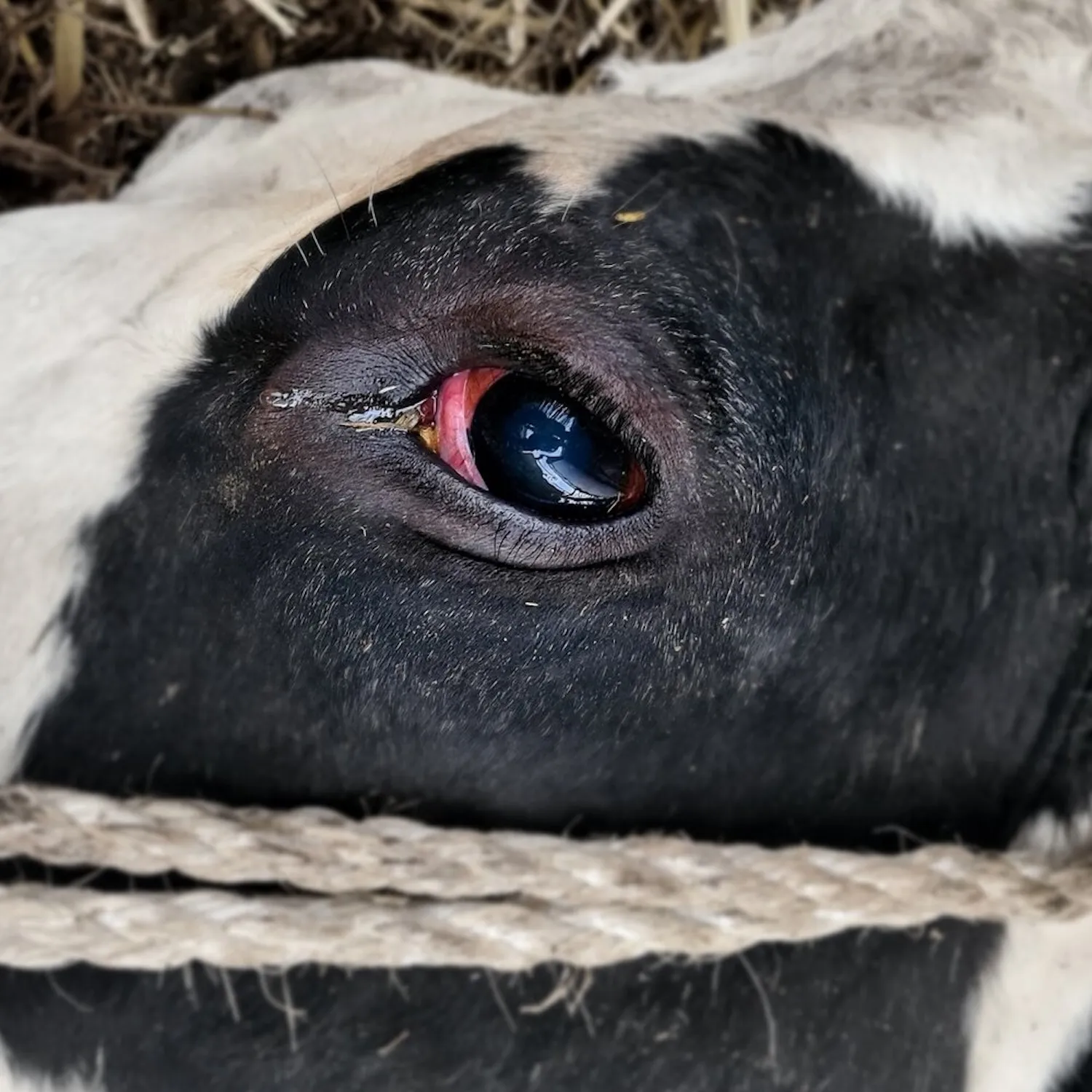 El verdadero precio de la leche: nueva investigación encubierta en Alemania