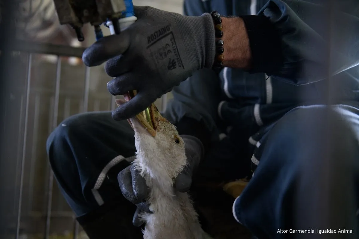 Pato siendo alimentado a la fuerza para la producción de foie gras