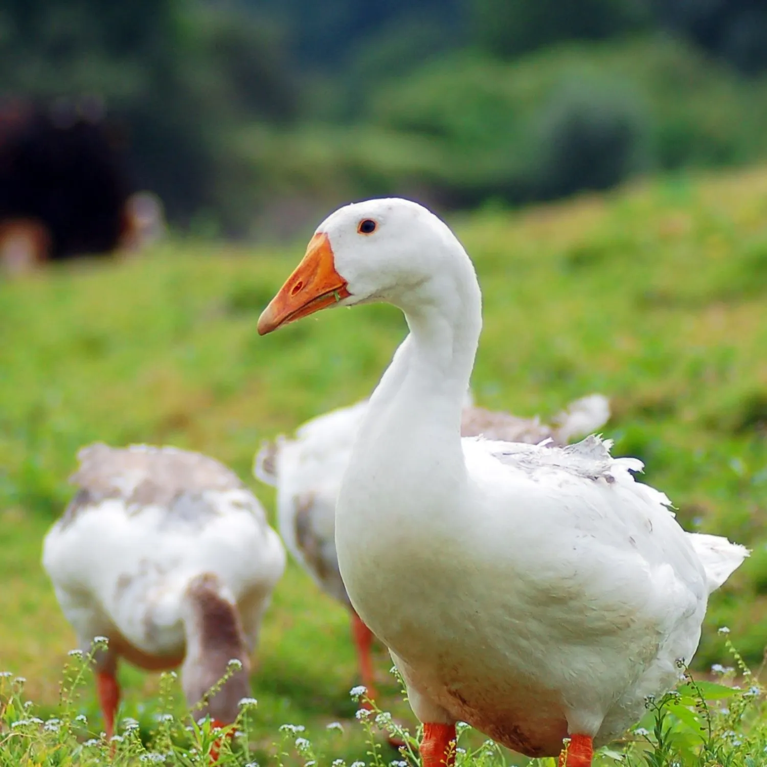 Portland veta el foie gras y avanza en la protección animal en Estados Unidos