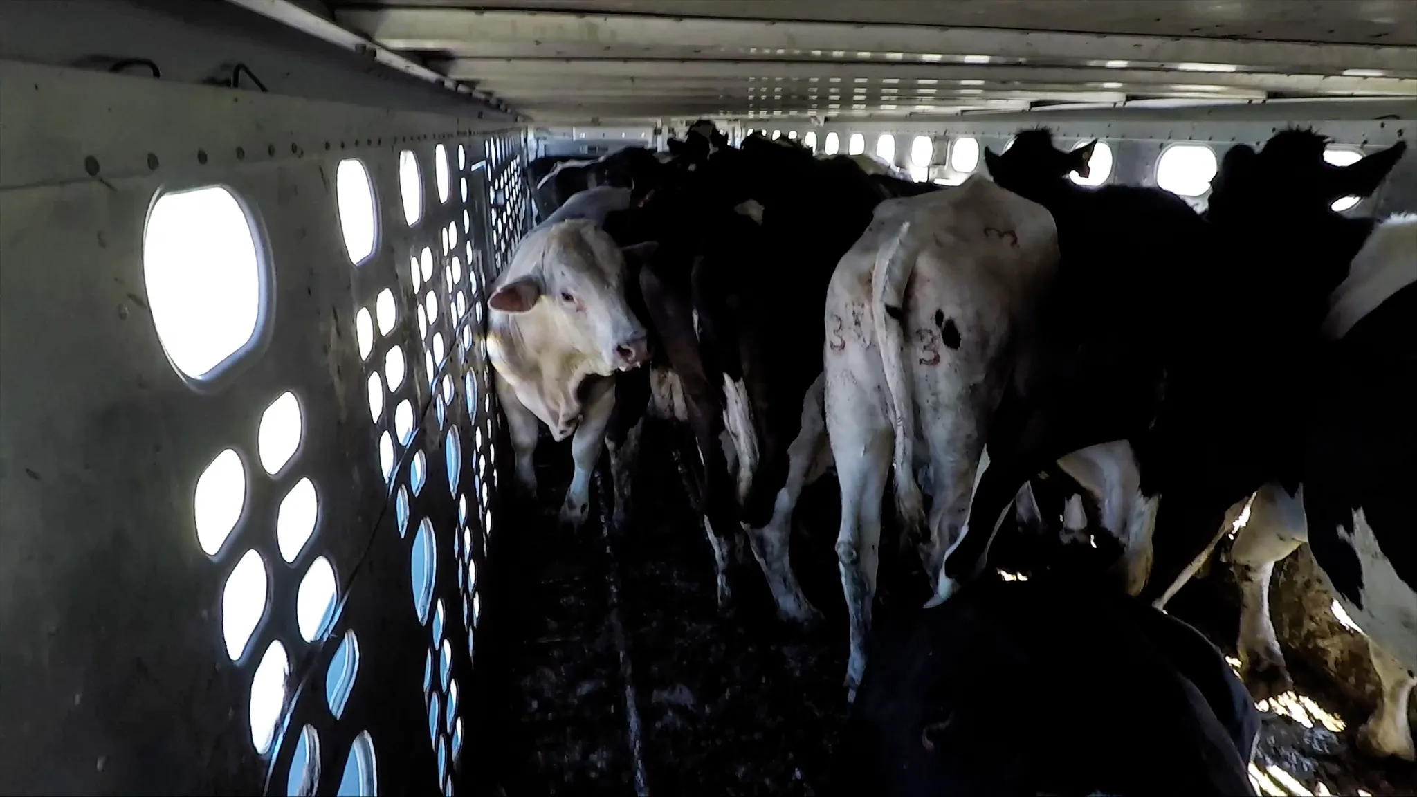 Miles de animales fueron rechazados por EE.UU. antes de la crisis por el gusano barrenador.