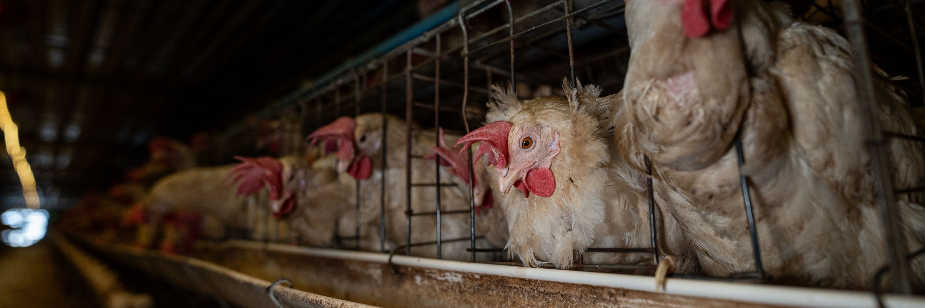 Gallinas enjauladas para producir huevo