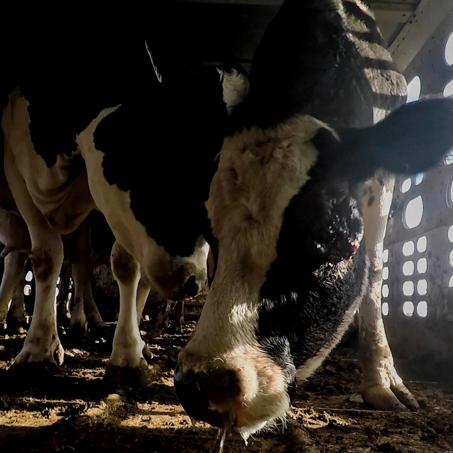 Más allá del gusano barrenador: miles de animales son rechazados por EE.UU. debido a incumplimientos de bienestar animal 1 Más allá del gusano barrenador: miles de animales son rechazados por EE.UU. debido a incumplimientos de bienestar animal