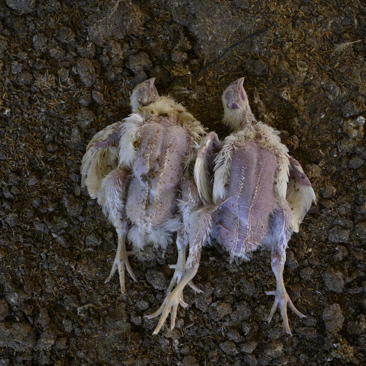 Carne de Pollo en Argentina 6 Igualdad Animal / Aitor Garmendia
