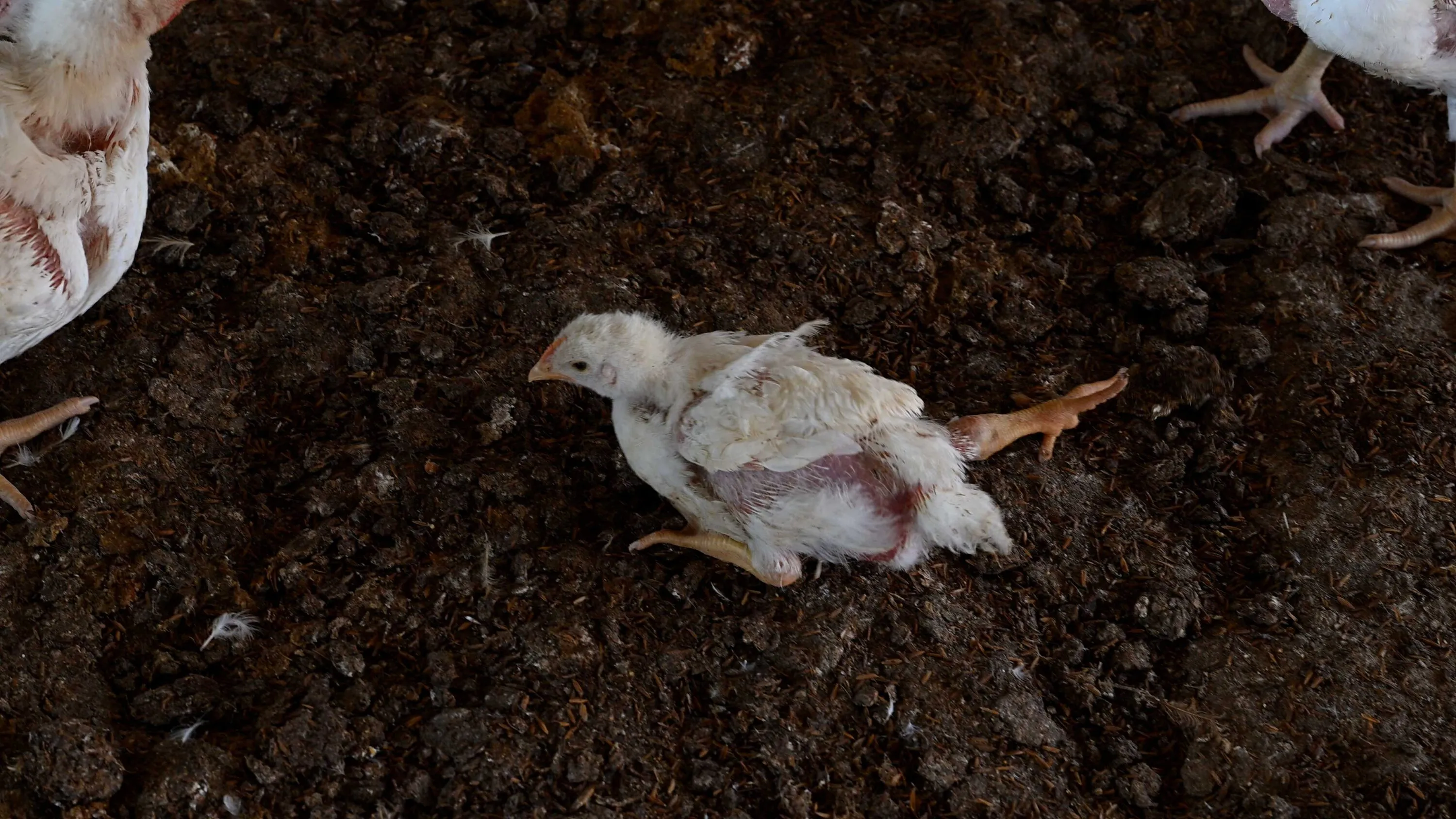 Pollos que no pueden caminar y cadáveres entre animales vivos: una investigación en granjas de Argentina 2 Pollo con problemas de movilidad debido al crecimiento acelerado | Igualdad Animal / Aitor Garmendia