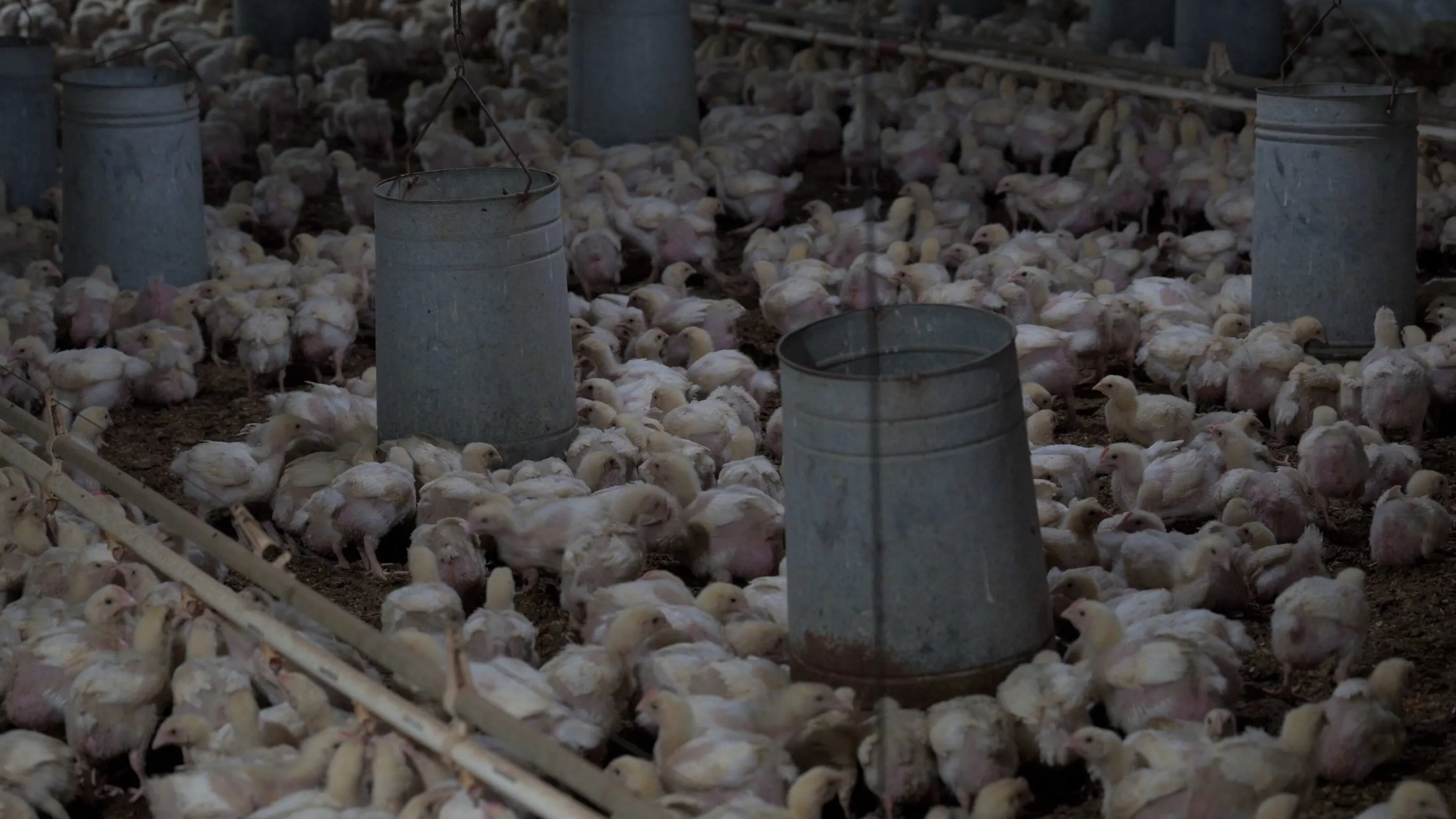 Pollos que no pueden caminar y cadáveres entre animales vivos: una investigación en granjas de Argentina 3