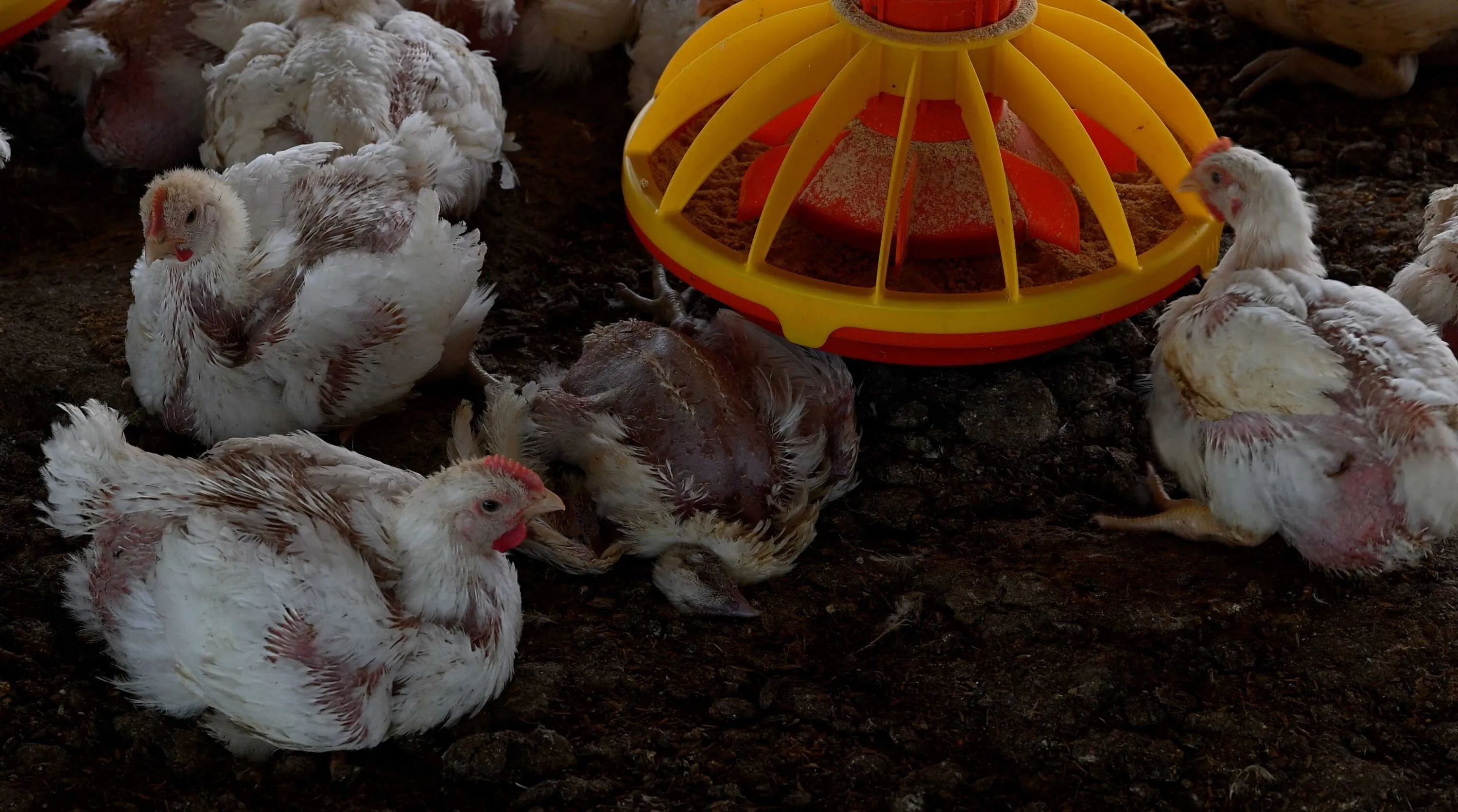 Pollos que no pueden caminar y cadáveres entre animales vivos: una investigación en granjas de Argentina 1 Documentamos pollos muertos junto a los comederos | Igualdad Animal / Aitor Garmendia