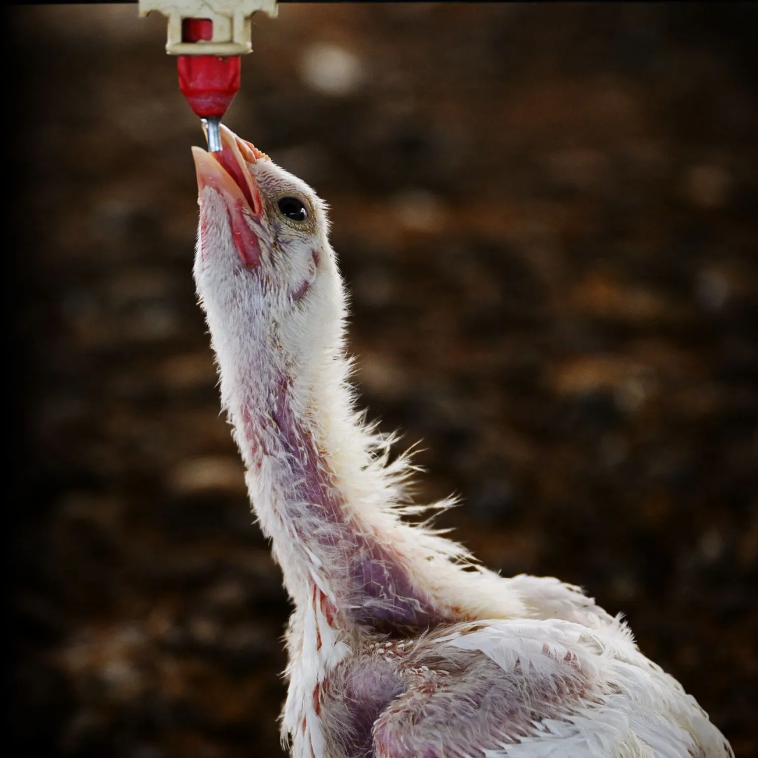 Pollos que no pueden caminar y cadáveres entre animales vivos: una investigación en granjas de Argentina