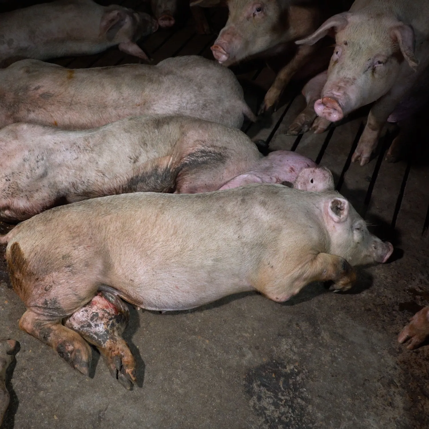 A espera de sentencia, concluye juicio por el mayor escándalo de maltrato animal en granjas en España