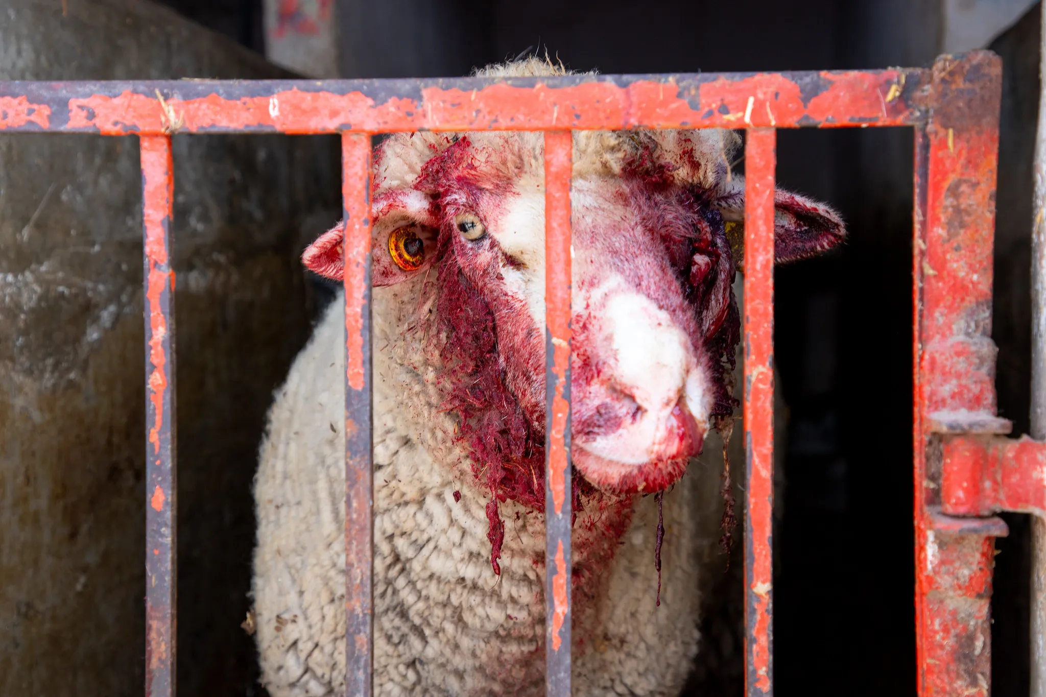¿Cuántos animales se matan al año en México? Estas son las cifras de 2025 2 Borrego fotografiado durante una investigación de Igualdad Animal
