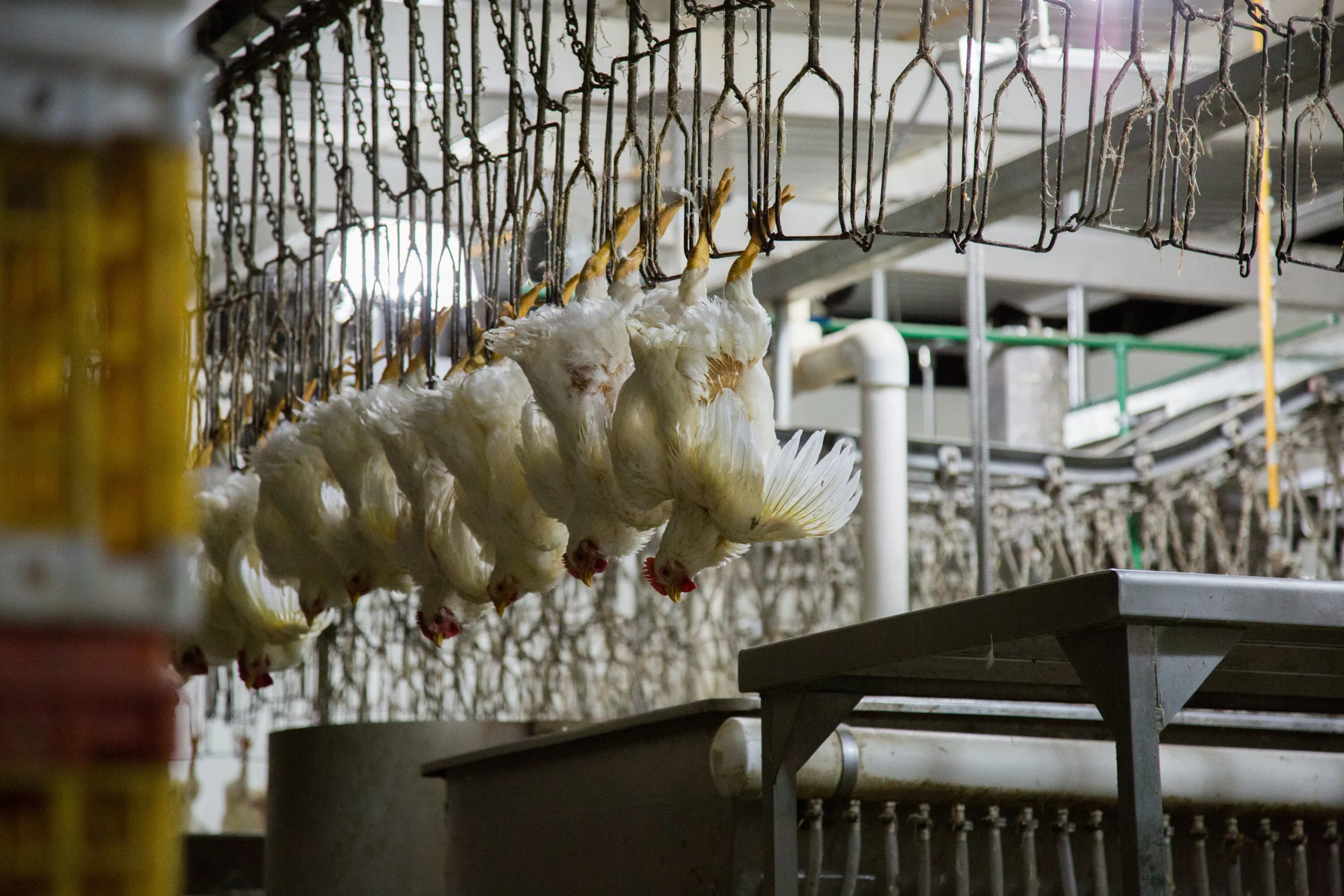 ¿Cuántos animales se matan al año en México? Estas son las cifras de 2025 1 Los pollos son los animales terrestres más matados para consumo humano en México