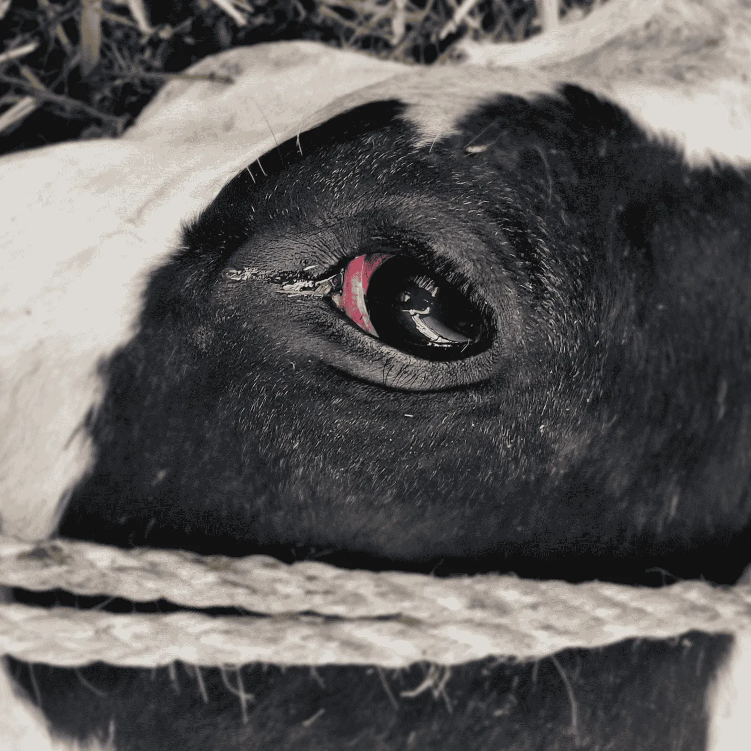 Nuestra historia 5 A cow lies on the ground at a dairy farm in Germany.